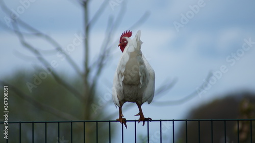Hahn auf Zaun