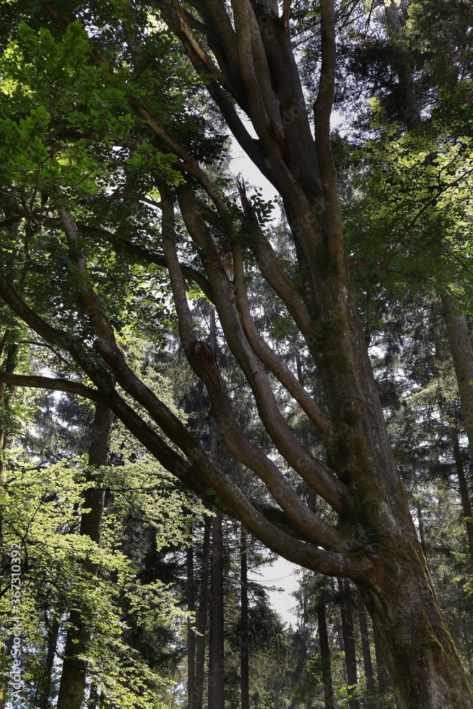 Fototapeta premium Wald, Baum, Eiche, Natur