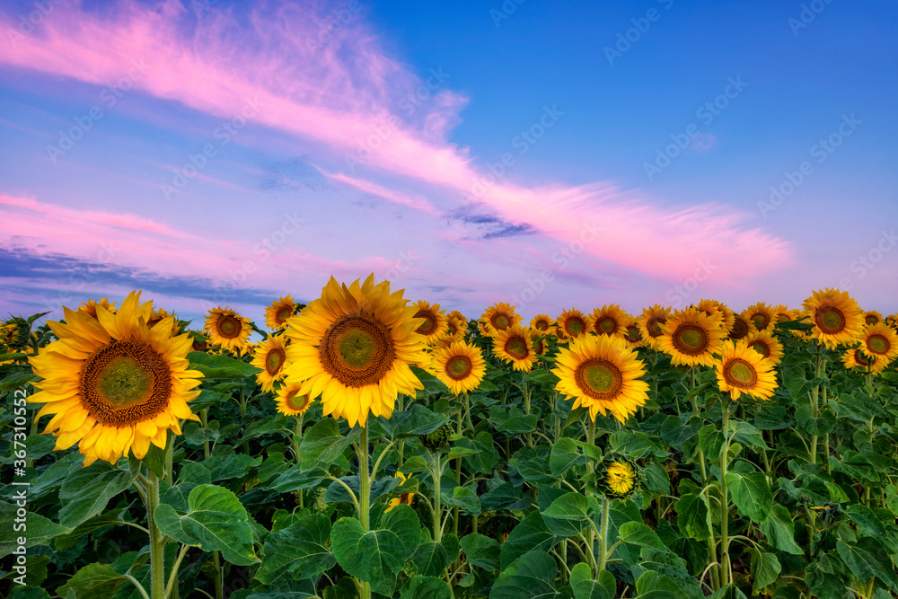 Fototapeta premium Beautiful sunset over sunflower field