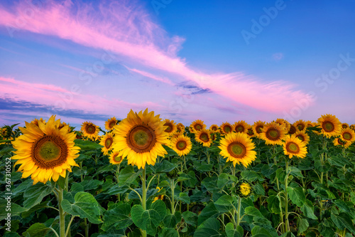 Fototapeta Naklejka Na Ścianę i Meble -  Beautiful sunset over sunflower field