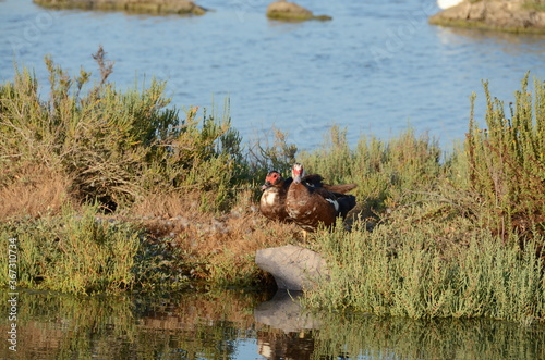 Muscovy duck in Sardinia