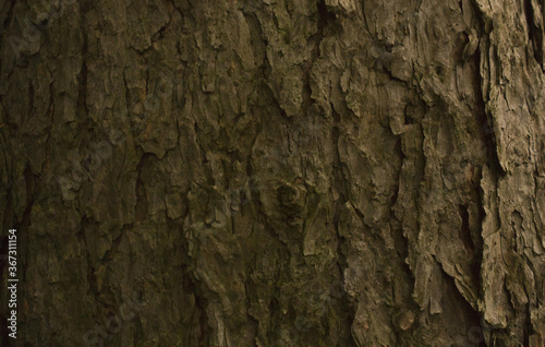 brown larch tree bark texture with cracks closeup