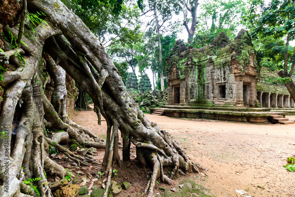 Ancient trees with huge roots covering premises of Ta Prohm temple in Siem Reap (Angkor temples)