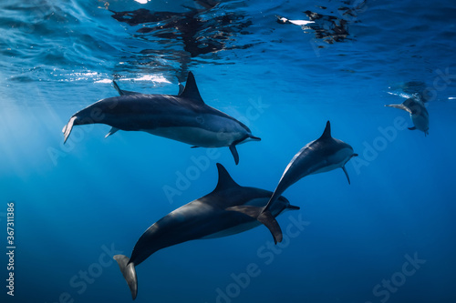 Family of Spinner dolphins in tropical ocean with sunlight. Dolphins in underwater © artifirsov