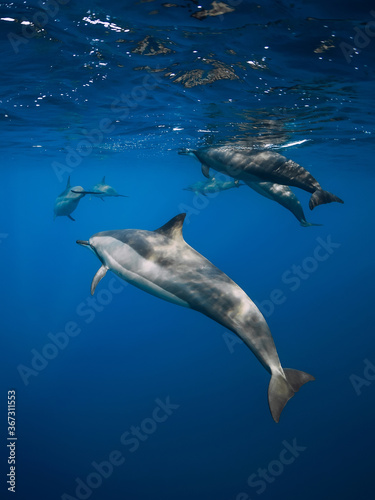Valokuvatapetti Family of Spinner dolphins in tropical ocean with sunlight
