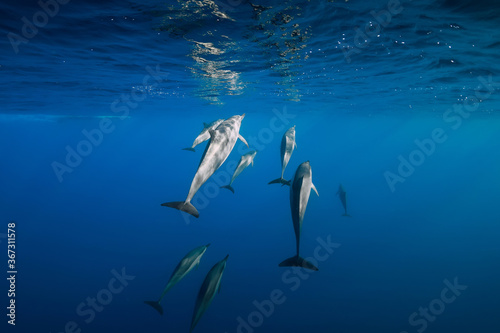 Family of Spinner dolphins in tropical ocean with sunlight. Dolphins in underwater