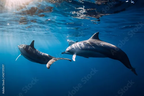 Obraz Family of Spinner dolphins in tropical ocean with sunlight. Dolphins in underwater