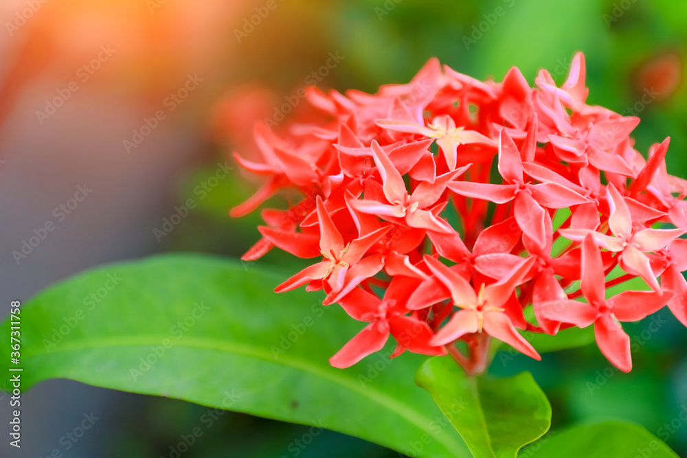 spike flower spike flower