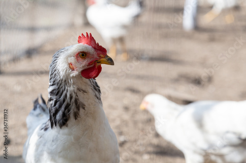 White young hen in chicken coop looking to the right with another white hens in a blurred background. Bio poultry in organic home farm in village