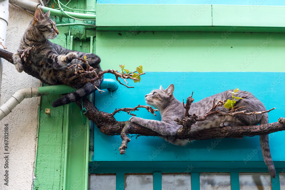 Two cats resting on the grapevine in front of the colorful green and