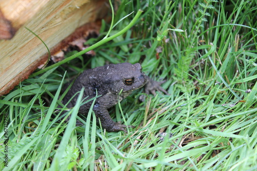 Small black frog. Russia.