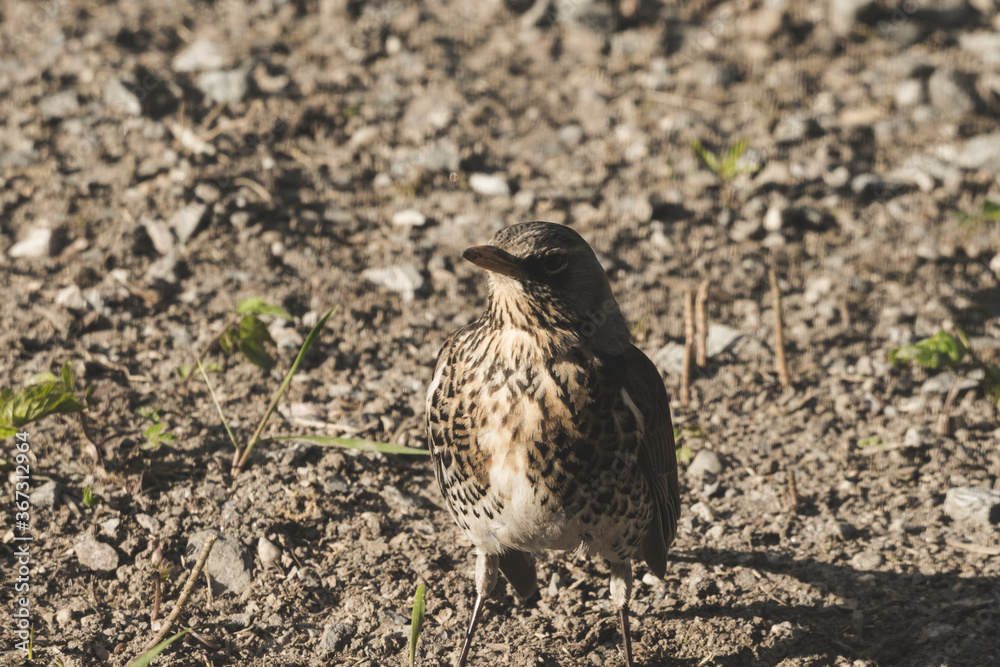 Portrait of a curious gray bird on backyard. Portrait of a curious gray bird on backyard.