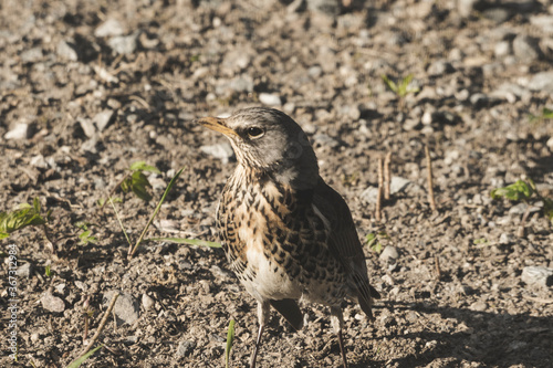 A gray curious bird standing behind a house on a ground.