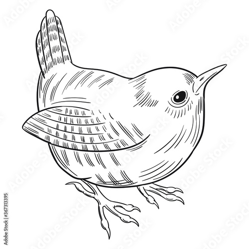 Hand drawn vector of wren isolated on white background for coloring page. Black and white  stock illustration of bird for coloring book. photo
