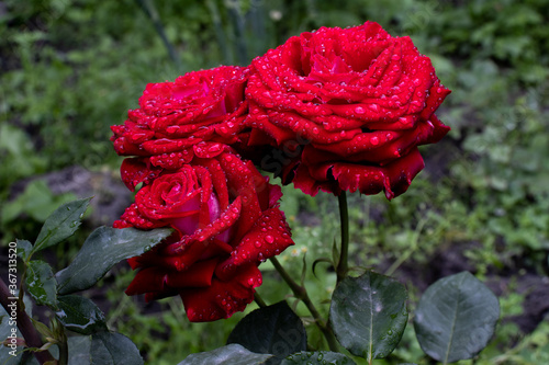Red rose petals with rain drops closeup. Red Rose. Red rose in raindrops. Red rose