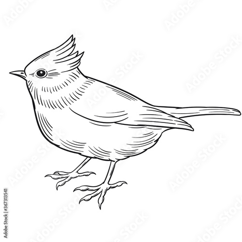 Hand drawn vector of crested tit isolated on white background for coloring page. Black and white  stock illustration of bird for coloring book.