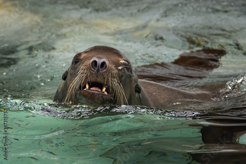 A sea lion at the NC Zoo
