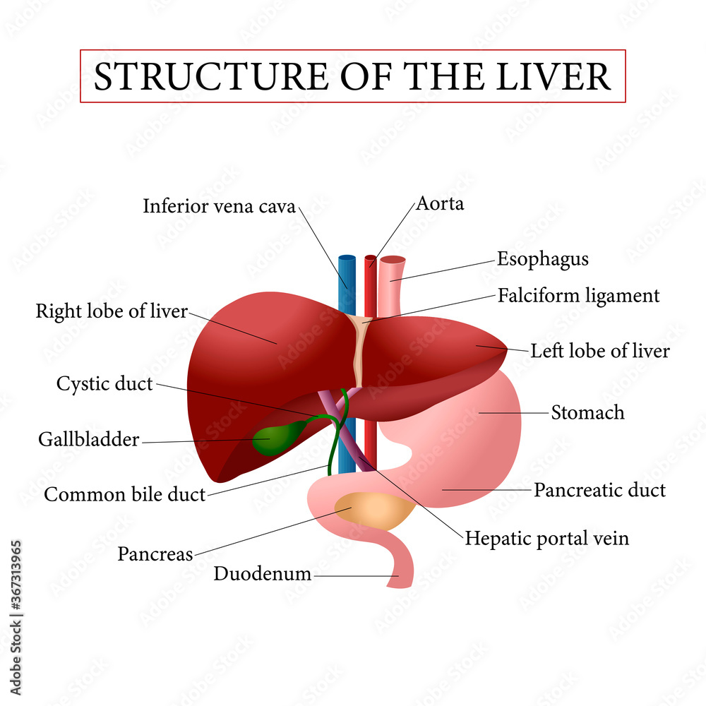Structure of liver. Illustration of the human liver anatomy. Vector ...