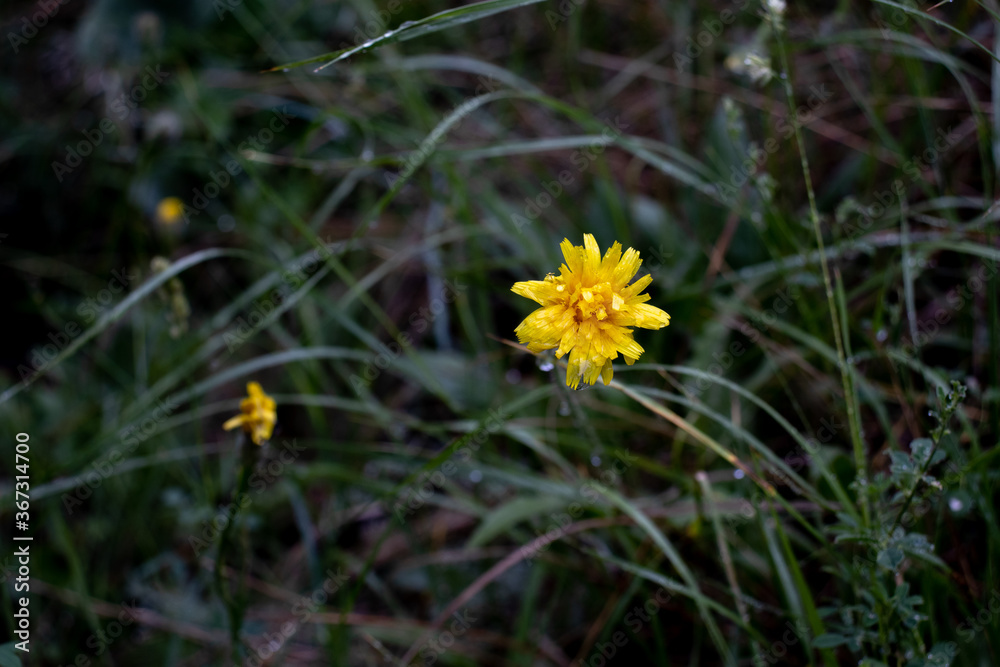 Yellow dandelion flower among green grass. Close-up. Nature. Photo in good quality. Yellow flower among green plants Yellow dandelion flower among green grass. Close-up. Nature. Photo in good quality. Yellow flower among green plants