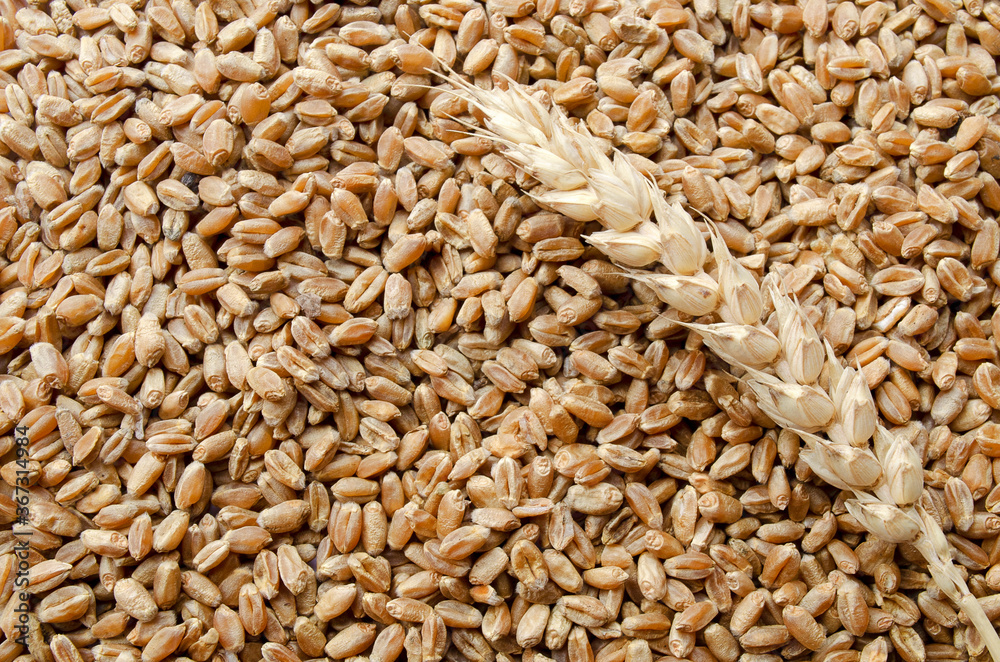 Background from wheat grains with an ear, top view. An ear of wheat lies on ripe grains. Harvest. Copy space. Grains and ear of wheat, top view. Background from wheat grains with an ear, top view. An ear of wheat lies on ripe grains. Harvest. Copy space. Grains and ear of wheat, top view.