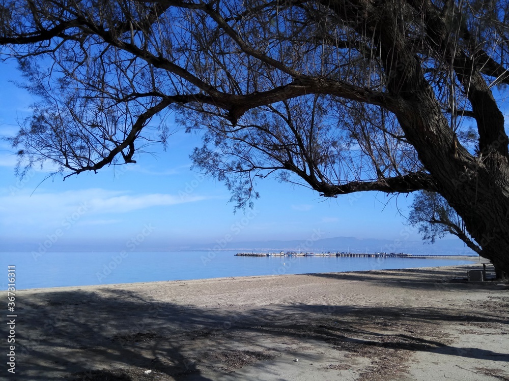 Tamarisk tree on the beach. Peraia beach, suburb of Thessaloniki, Greece. Tamarisk tree on the beach. Peraia beach, suburb of Thessaloniki, Greece.