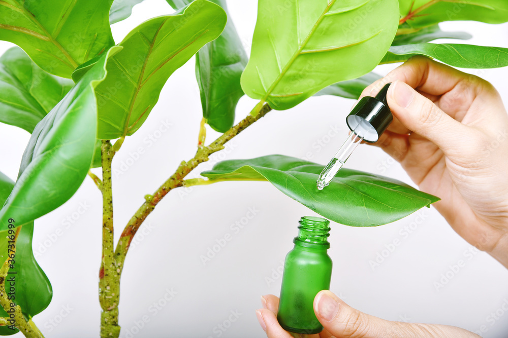 Hand dropping natural extraction to skincare bottle, Cosmetic bottle containers packaging with pure green plant essence, Organic beauty product concept.
