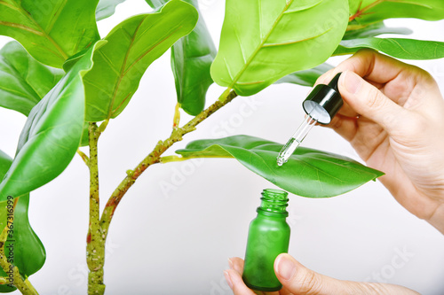 Obraz na płótnie Hand dropping natural extraction to skincare bottle, Cosmetic bottle containers packaging with pure green plant essence, Organic beauty product concept. w salonie