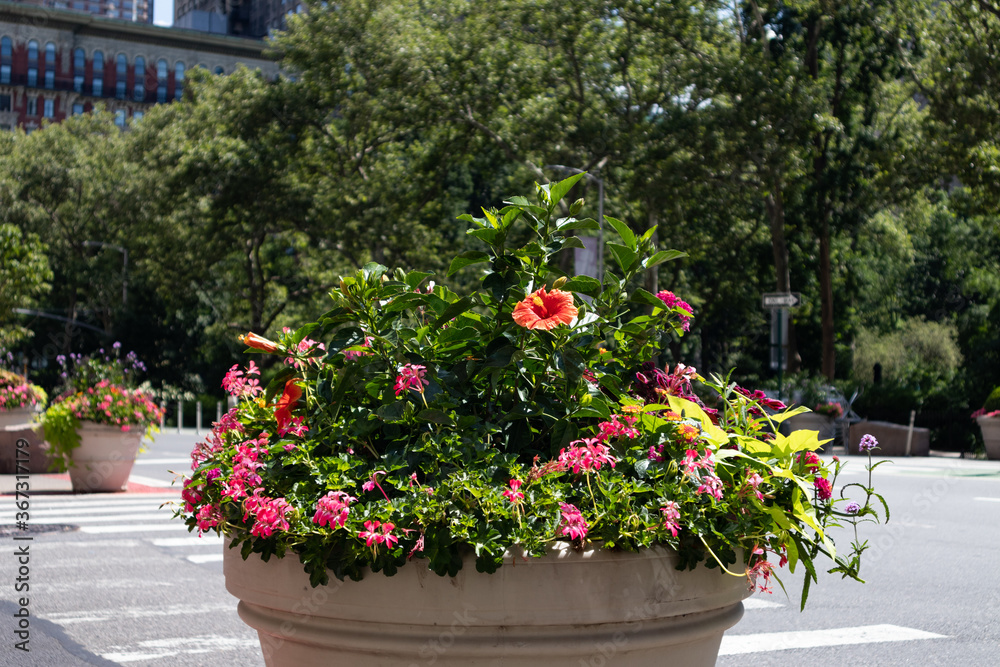 Beautiful Summer Flowers across from Madison Square Park along the Street in the Flatiron District of New York City