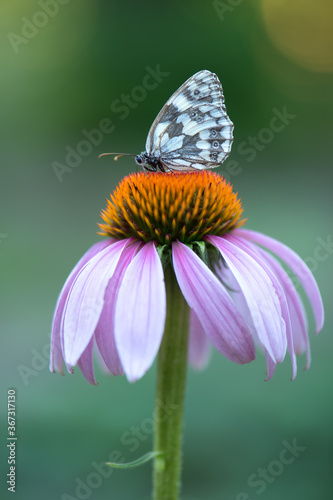 The butterfly Melanargia galathea on the flower Echinacea collects nectar