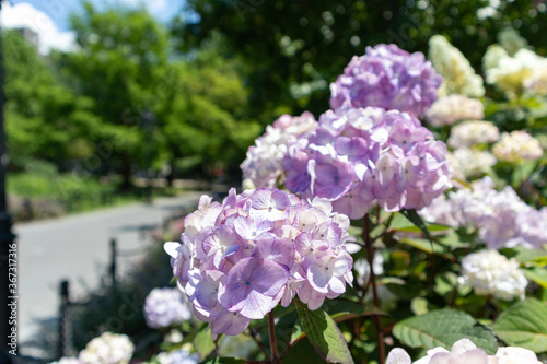 Photography Closeup of Beautiful Purple Flowers during Summer at Washington Square Park in G