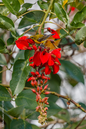 Female Olive-Backed Sunbird or Yellow-Bellied Sunbird (Cinnyris jugularis) sitting on blooming red Erythrina, Tiger's claw or Coral tree. Bali, Indonesia. Vertical image. photo