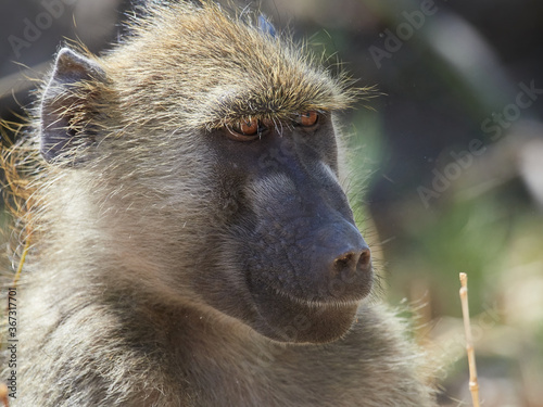 wildlife photo of a chacma baboon (Papio ursinus) photo