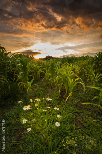Pole kukurydzy na tle zachodzącego słońca