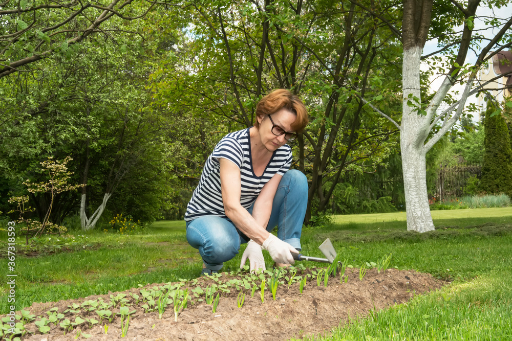 A retired woman works in her garden, weeding a bed. A retired woman works in her garden, weeding a bed.