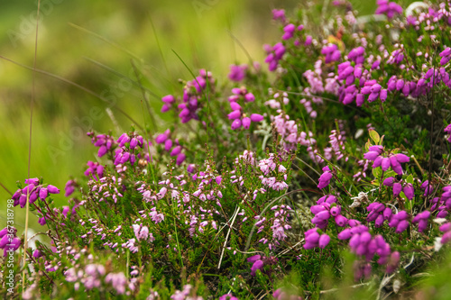 Scottish heather in full bloom  making for a nice  blurred natural background.
