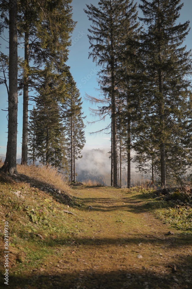 Naklejka premium Woods in Styria, Austria
