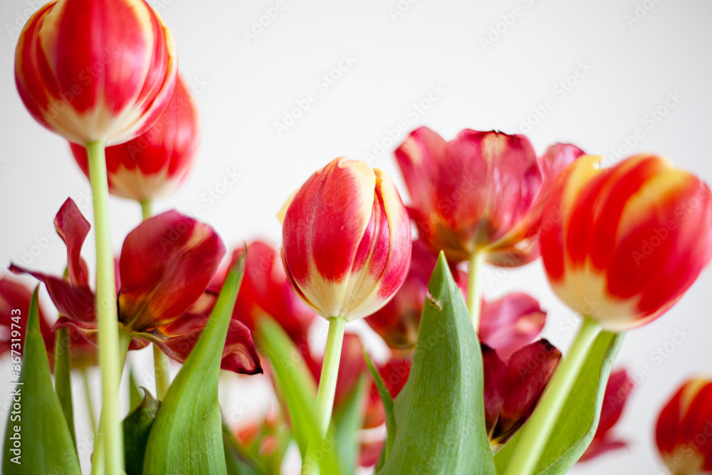 15 Tulipani Artificiali In Seta – Steli Per Bouquet Fai Da Te, Decorazione Realistica Per Matrimoni E Casa