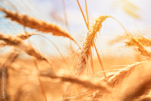 Rye ears close up. Rye field in a summer day. Harvest concept