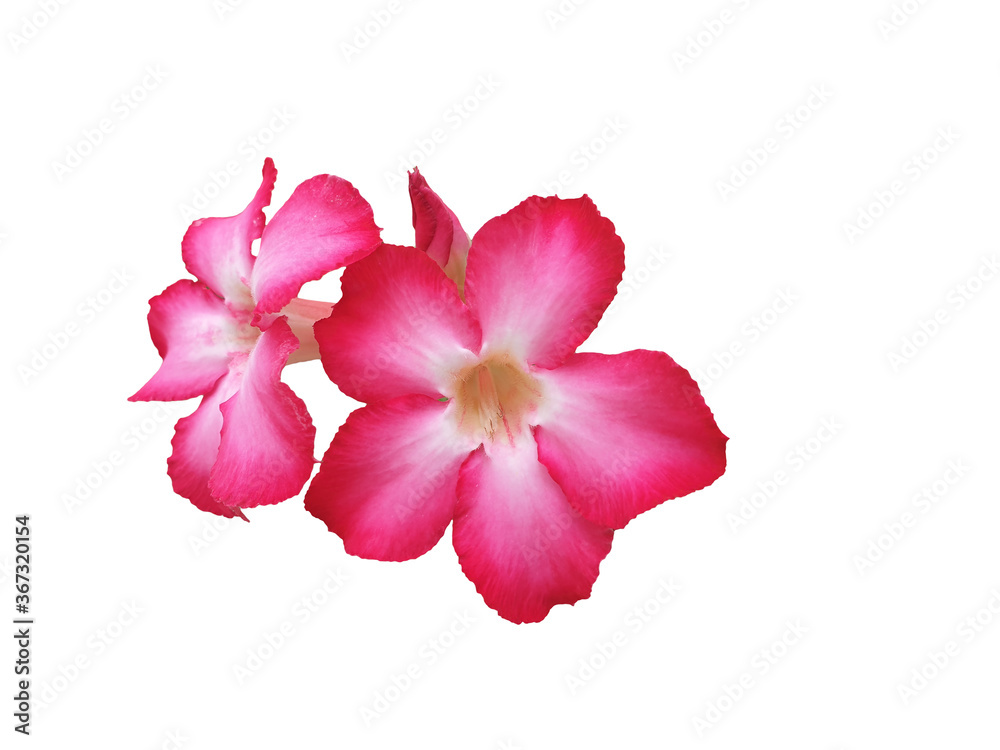 Adenium obesum flower (Azalea flower)with white background Adenium obesum flower (Azalea flower)with white background