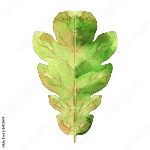 Oak leave isolated on white. Watercolor botanical illustration. Hand drawn exotic plant isolated on white. Floral element for packaging, label, logo, decoration design. photo