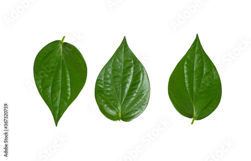 Принти на полотні fresh green betel leaf isolated on white background, india, traditional leaf for