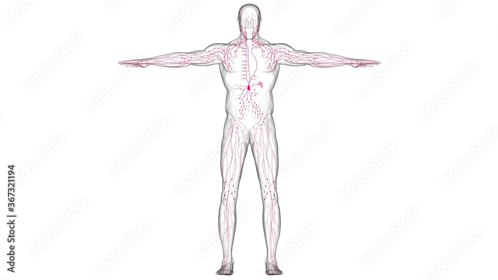 Obraz premium Human Lymph Nodes Anatomy For Medical Concept 3D Rendering