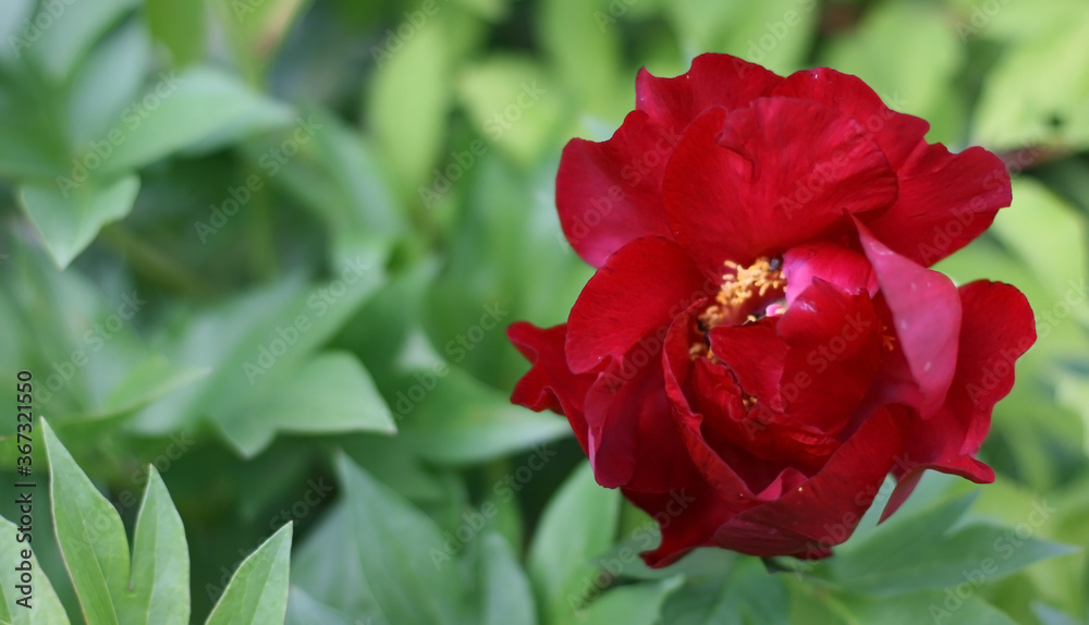 Banner from red peony closeup with copy space. Summer concept. Floral background for web site, greeting card, banner, flower shop Banner from red peony closeup with copy space. Summer concept. Floral background for web site, greeting card, banner, flower shop