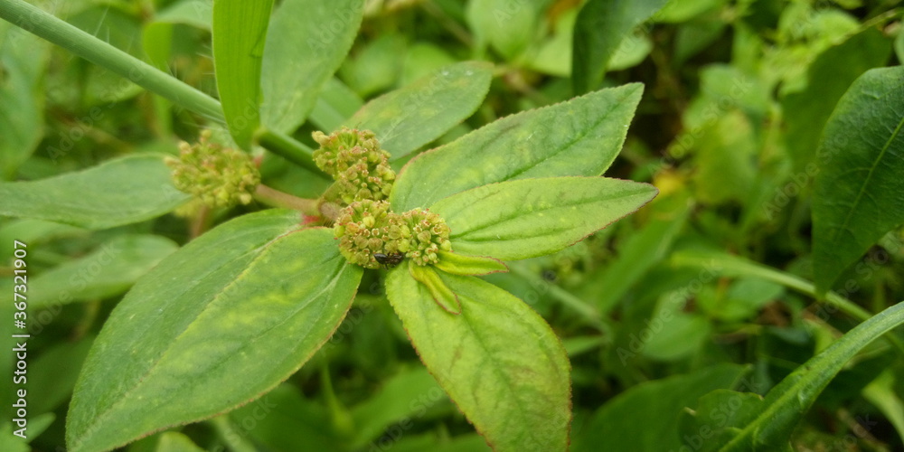 green  plant 