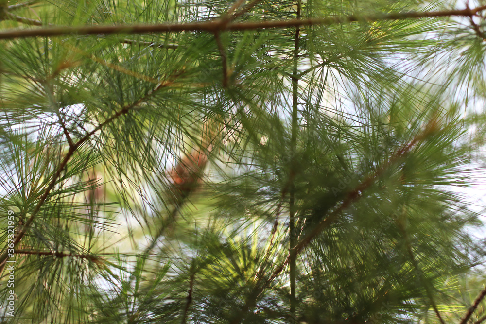 Fototapeta premium The Fir-Needle Background
