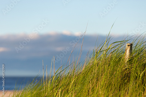 east coast beach grass clear blue sky summer afternoon