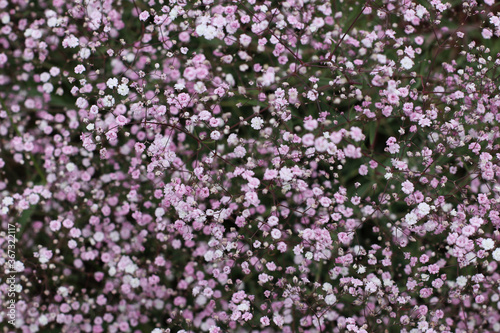 The Natural Carpet of the Small Pink Flowers