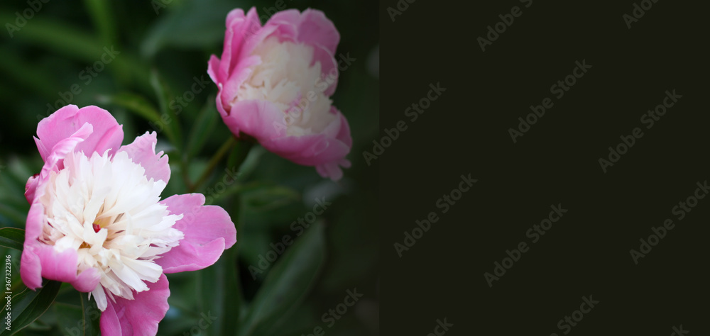 Fototapeta premium Сlose-up of beautiful pink peony flowers. Bouquet of flowers. Banner size with copy space