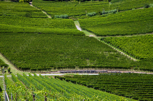 Le vigne nelle Langhe in Italia in Piemonte in una assolata giornata di estate