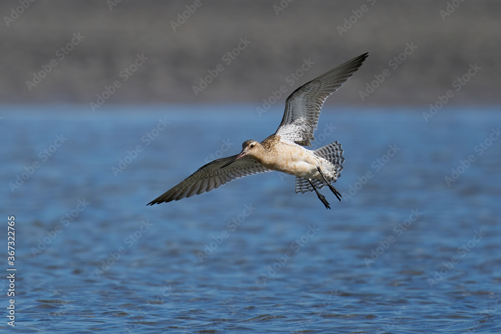 Bar-tailed godwit (Limosa lapponica) Bar-tailed godwit (Limosa lapponica)